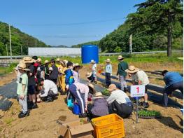 땅과 손으로의 생태학습, 영덕군 강구초등학교 농장 체험학습 실시 기사 이미지