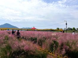 장성군 황룡강 10리 꽃길 가을꽃 ‘활짝’ 기사 이미지