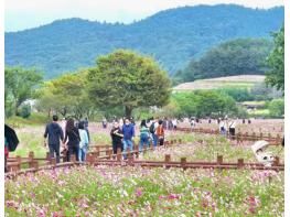 무안군 몽탄면, 2025 몽탄 코스모스 축제 성료 기사 이미지