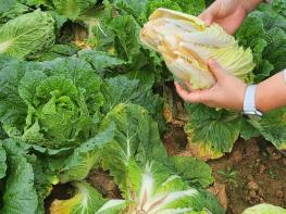 해남군, 배추 병해충 긴급약제 지원 및 현장대응 강화 기사 이미지