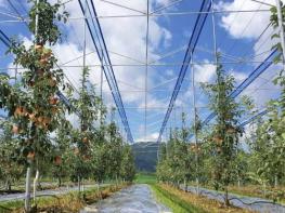 보은군, 스마트 과수원 특화단지 조성 공모사업 선정...충북 최초 스마트 과수원 특화단지 조성 기사 이미지