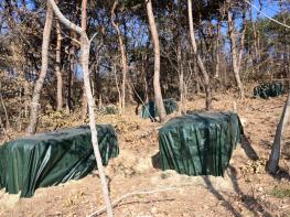 김천시, 소나무재선충병 확산 ‘총력 차단’ 기사 이미지