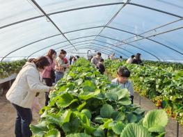대전 대덕구 드림스타트, 겨울방학 맞아 ‘딸기 따기 체험’ 진행 기사 이미지