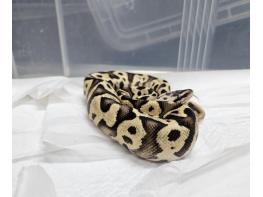 강남구, 지하철역 화장실서 구조된 멸종위기 '볼파이톤' 국립생태원 긴급 이송 기사 이미지