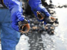홍성군, 남당항 참소라 '대풍' 기사 이미지