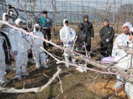 김제시 과수화상병 막으려면 겨울철 궤양 제거해야 합니다!! 기사 이미지