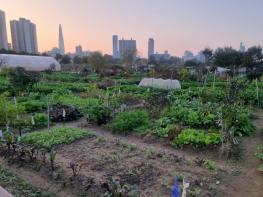 직접 재배하고, 함께 나누자!..송파구 친환경 주말농장 경작자 모집 기사 이미지