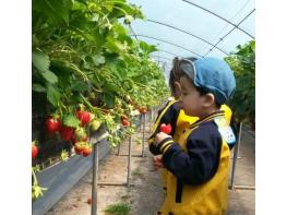 “명품 딸기 따러 논산 오세요” 논산시, 딸기수확체험 선도할 우수 농장 선정한다 기사 이미지