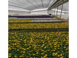 보령시, 봄꽃 35만 본 식재... 도심 전역에 봄빛 더한다 기사 이미지