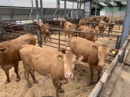 양양군, 양양한우 명품화 육성 성과 가시화 … 강원 1위 고급육 생산 목표 기사 이미지
