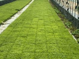 음성군, 벼 파종 전 종자 관리 꼼꼼히 챙기세요 기사 이미지