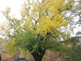 경북도, ‘왕사남’ 열풍… 금성대군 넋 깃든 은행나무, 국가산림문화자산 추진 기사 이미지