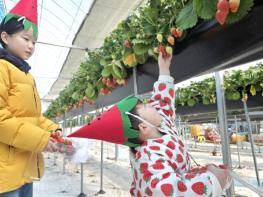 가족이 행복한 청송, 3월 가족사랑의 날 ‘청송에서 딸기따봄’ 진행 기사 이미지