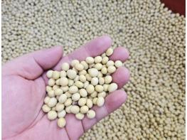 석회암 토양이 키운 프리미엄 '단양콩'… 전국 최고 수준 품질 입증 기사 이미지