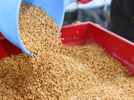 화천군, 취약농 육묘은행 운영 모판 퀵서비스 논까지 배달 기사 이미지