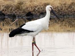 창원 주남저수지 황새 도래, 동아시아 생태 연결성 청신호 기사 이미지