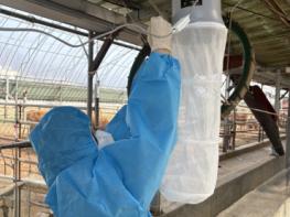 충북보건환경연구원, 일본뇌염 매개모기 선제 감시 착수 기사 이미지