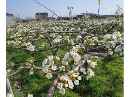 상주시, 봄철 개화기 과수화상병 사전방제 당부 기사 이미지