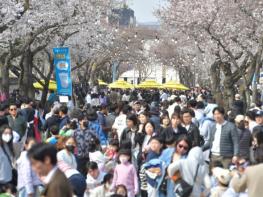 벚꽃 아래 머무는 경주… ‘대릉원 돌담길 축제’ 내달 3일 개막 기사 이미지