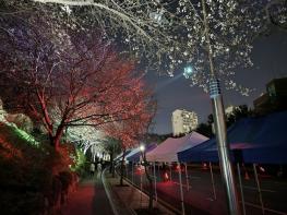 성남시 '제2회 도촌 봄맞이길 벚꽃축제' 4일 열려 기사 이미지