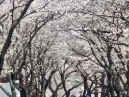 “봄을 부른 하동”..화개장터 벚꽃축제, 8만 8천여 명 발길 기사 이미지