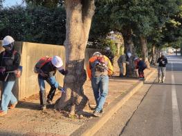 서귀포시, 가로수 ‘수간주사’ 도입 병해충 방제 혁신 기사 이미지