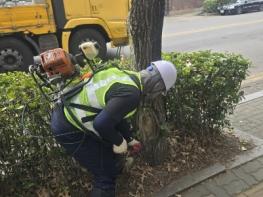 인천 서구, 가로수 병해충 방제 실시... 선제적 대응으로 시민 불편 최소화 기사 이미지
