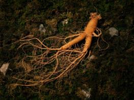 국가유산청, 유네스코 인류무형유산 대표목록 등재신청서 제출