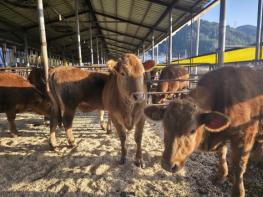 무주군, ‘깨끗한 축산농장’ 발굴 주력  친환경 축산 확산 위해 신청 받아 기사 이미지