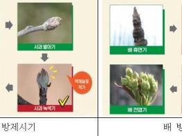 철원군, 과수화상병 피해 막기 위한 사전 예방관리 강화 기사 이미지