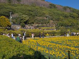 거제9경 공곶이 수선화 경관조성 관리 연장 추진 기사 이미지