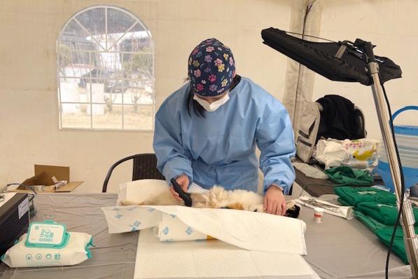 옹진군, 동물보호단체와 합동 수의료 봉사활동 추진 기사 이미지