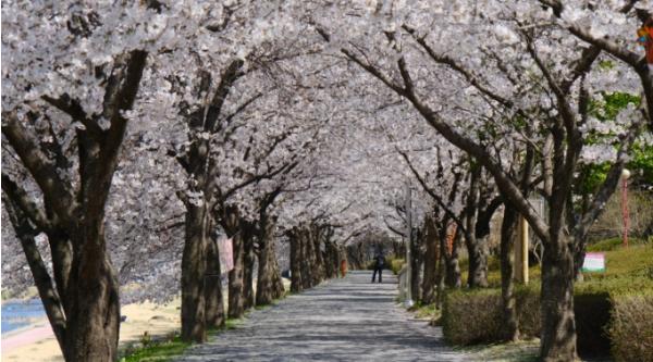 영동군 전역 물들인 벚꽃 향연 기사 이미지