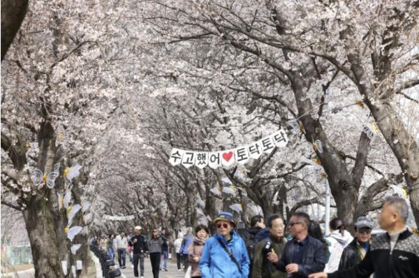 보은군, '2026 보은 벚꽃길 축제' 성황리 마무리 기사 이미지
