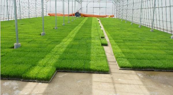 남원시, 벼 육묘상처리제 지원으로 초기 병해충 적극 예방 기사 이미지