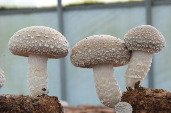 산림청, 산림버섯 속 에르고스테롤 건염 예방 돕는 건강 소재로 주목