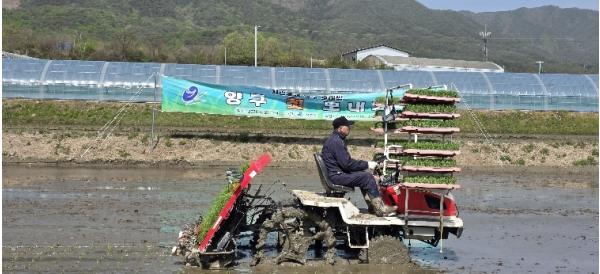 양구, 첫 모내기 행사…올해 농사 시작 알렸다 기사 이미지