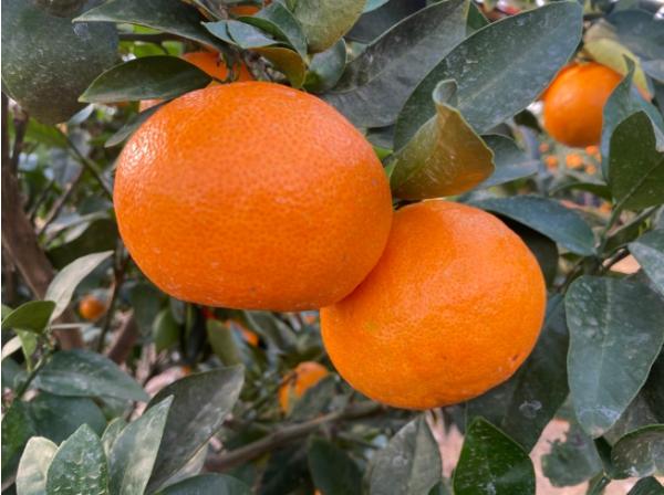 국내 육성 ‘미래향’ 추석 출하 가온재배 연구 착수