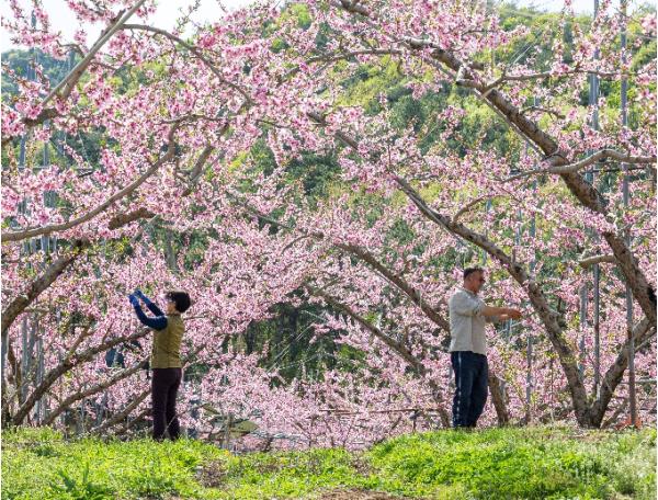 연분홍 복숭아꽃 활짝...괴산 농가 봄 손길 분주 기사 이미지