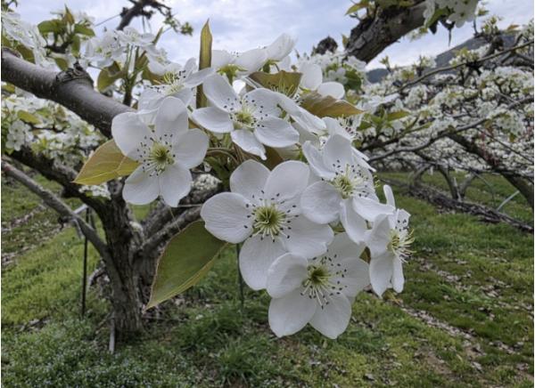 냉해는 낮추고 결실은 높이고! 부여군, 과수 지키기 '골든타임' 사수 기사 이미지