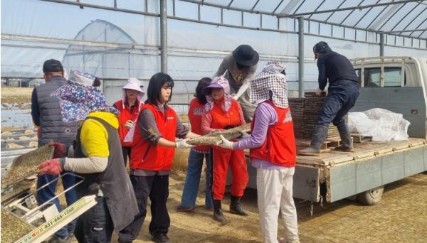 파주시 교하 연다산동-한국건강관리협회 서울서부지부, 농번기 일손 나눔… '모판 날라요' 기사 이미지