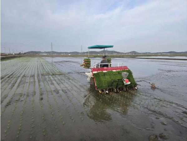 서천군, 올해 첫 모내기 시작 기사 이미지