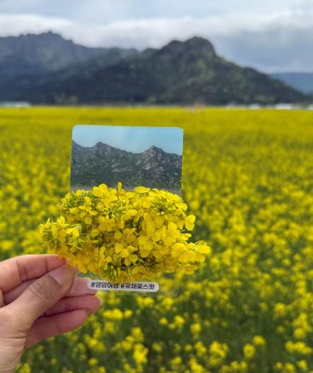 영암군, 유채꽃 체험 프로그램 성료...‘봄을 담아가는 관광’ 가능성 확인