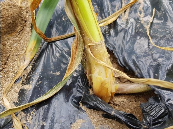 제주도, 고온·다습 기상에 병해충 확산 우려…예찰·방제 당부 기사 이미지