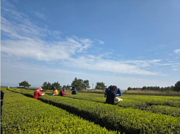 제주도 농업기술원, 차나무 수요 맞춤형 우수 품종 삽수 분양 기사 이미지