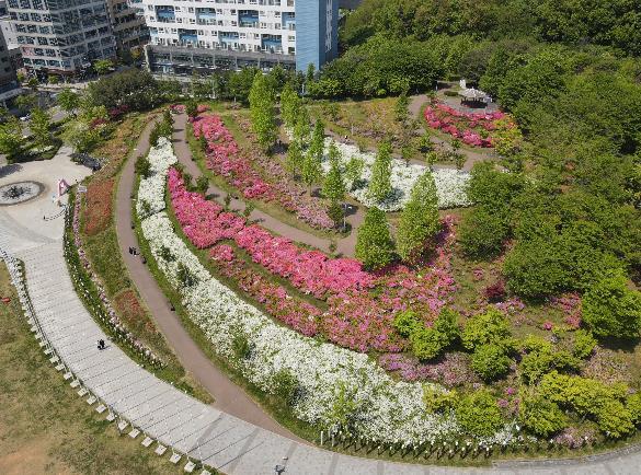 남동구 구월아시아드선수촌근린공원, 5만 송이 철쭉의 향연 기사 이미지