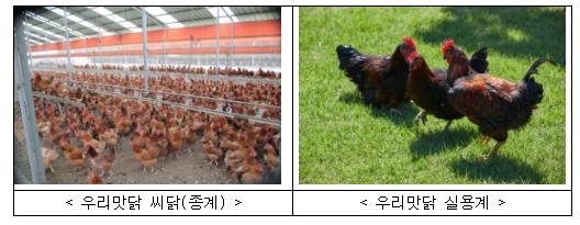 농촌진흥청, 맛·성장 우수한 '우리맛닭' 씨닭 분양
