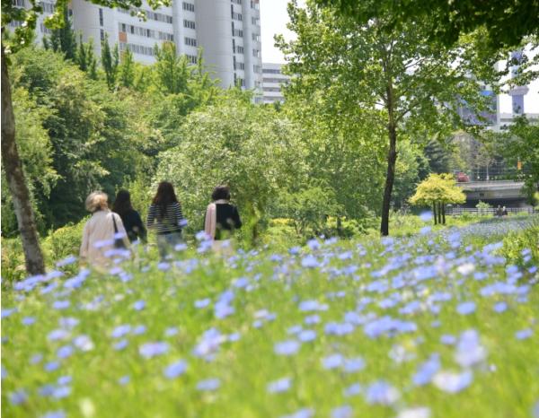 물길 따라 달리고, 꽃길 따라 걸어요~노원, 하천변 특화 정원으로 걷기 좋은 도시 완성도 높인다 기사 이미지
