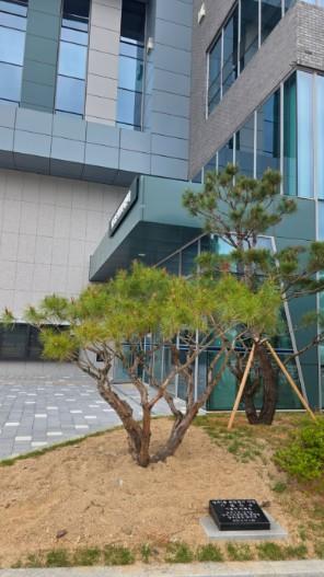 양주1동 복합청사 개청 기념…이복선 씨, 직접 기른 기념식수 기증 기사 이미지