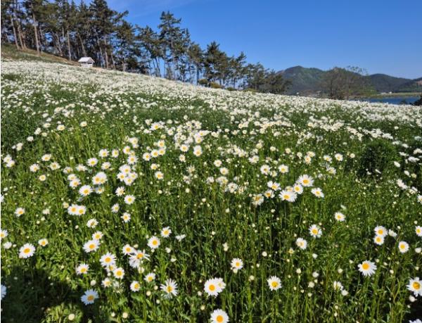 신안 장산도에 내린 5월의 눈꽃..'‘제2회 섬 샤스타데이지 축제’ 15일 개막'